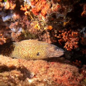 Gymnothorax flavimarginatus - yellow-edged moray - geelgevlekte murene